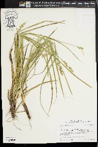 Carex austrina image