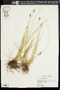 Carex austrina image