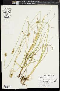 Carex austrina image