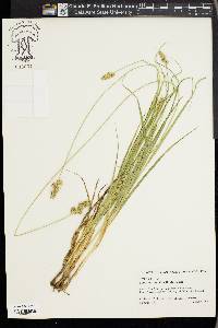 Carex austrina image