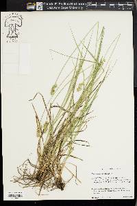 Carex austrina image