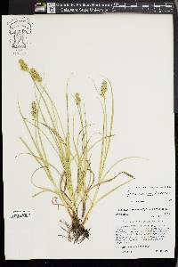 Carex austrina image