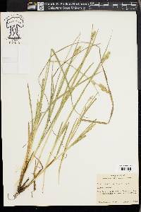 Carex austrina image