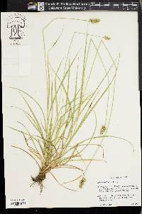 Carex austrina image
