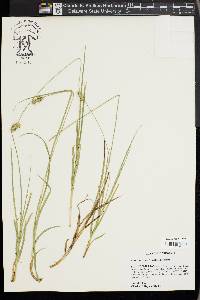 Carex austrina image