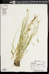 Carex austrina image