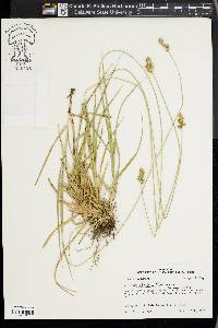 Carex austrina image