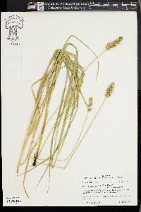 Carex austrina image