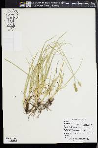 Carex austrina image