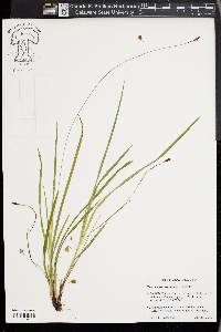 Carex austrocaroliniana image