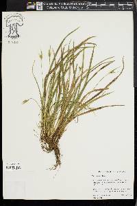 Carex backii image