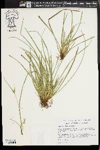 Carex backii image