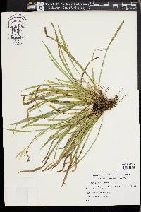 Carex backii image