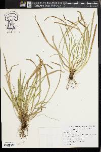 Carex backii image