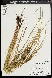 Carex baileyi image