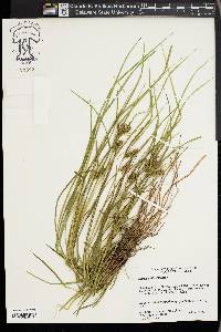 Carex baileyi image