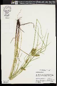 Carex baileyi image