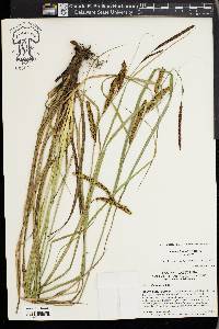 Carex barbarae image