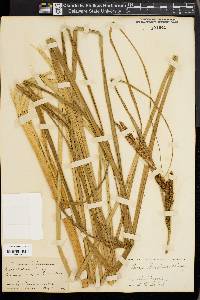 Carex barbarae image