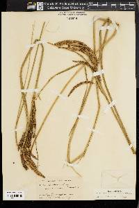 Carex barbarae image