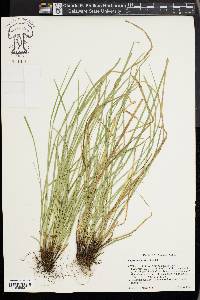 Carex basiantha image