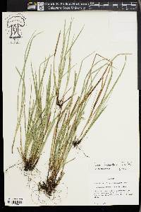 Carex basiantha image