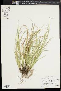 Carex basiantha image