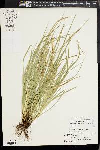 Carex basiantha image