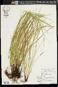 Carex basiantha image