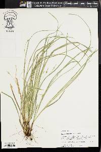 Carex basiantha image