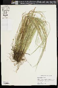 Carex basiantha image