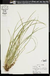 Carex basiantha image