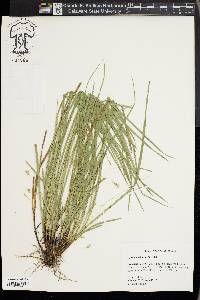 Carex basiantha image