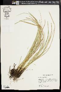 Carex basiantha image