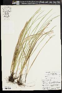 Carex basiantha image