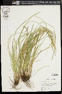 Carex basiantha image