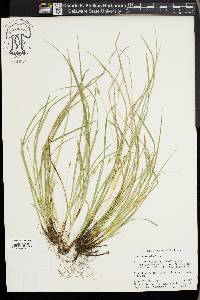 Carex basiantha image