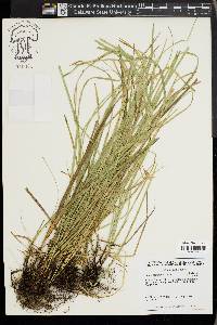 Carex basiantha image