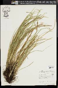 Carex basiantha image