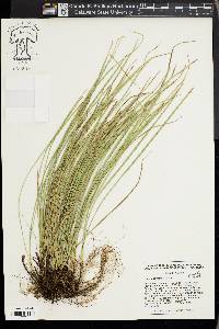 Carex basiantha image