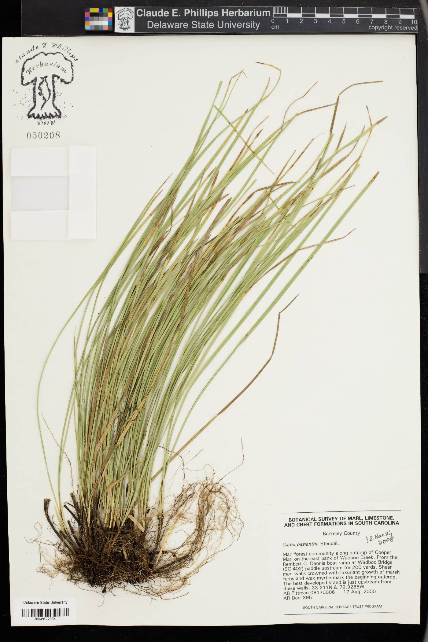 Carex basiantha image