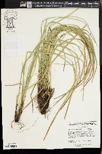 Carex basiantha image