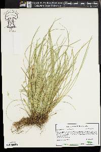 Carex basiantha image