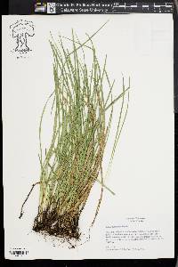 Carex basiantha image