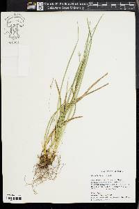 Carex basiantha image