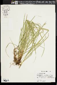 Carex basiantha image