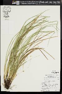 Carex basiantha image