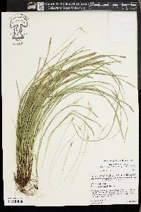 Carex basiantha image