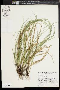 Carex basiantha image