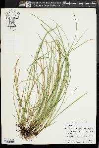 Carex basiantha image